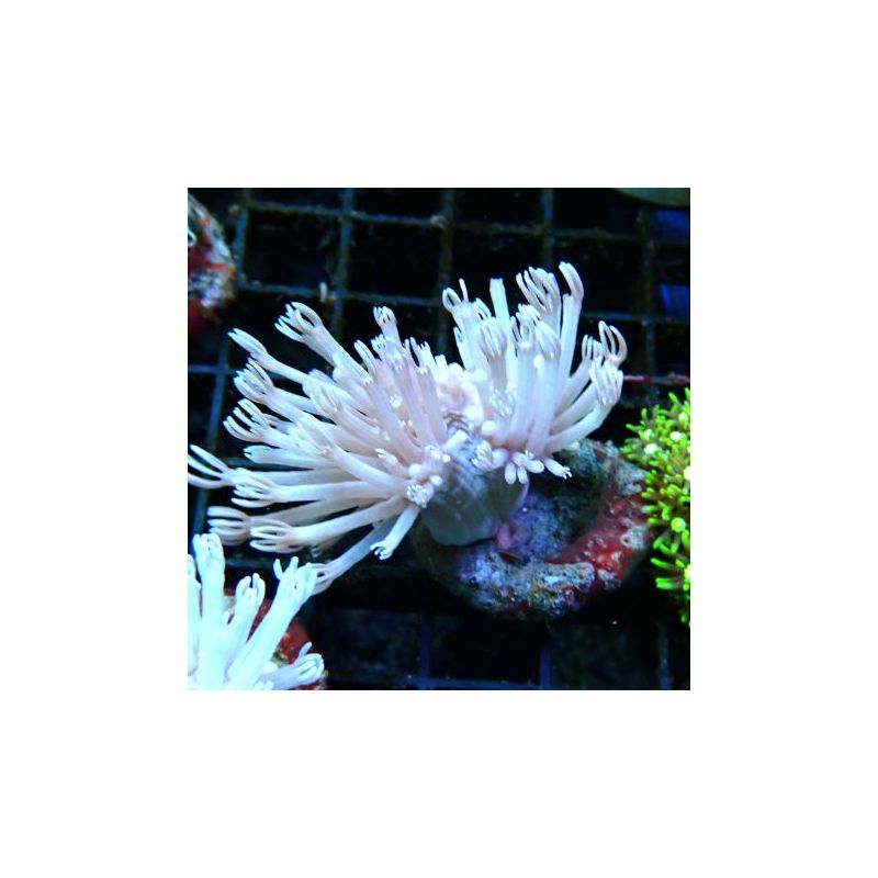 Bouture heteroxenia 4-5 cm