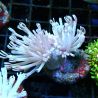 Bouture heteroxenia 4-5 cm