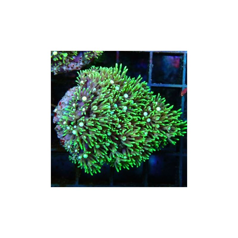 Bouture Pachyclavularia coeur blanc 2-3 cm