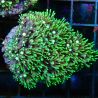Bouture Pachyclavularia coeur blanc 2-3 cm