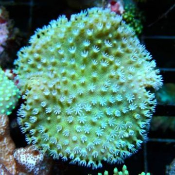Bouture Sarcophyton petits polypes