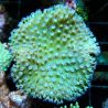 Bouture Sarcophyton petits polypes