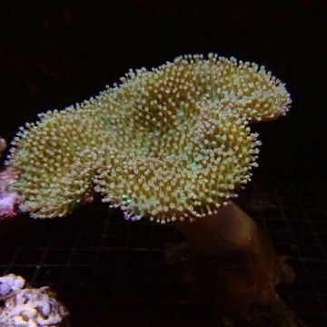 Bouture Sarcophyton petits polypes