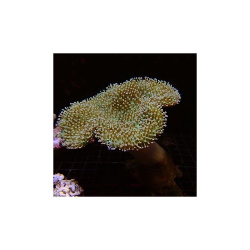 Bouture Sarcophyton petits polypes