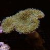 Bouture Sarcophyton petits polypes