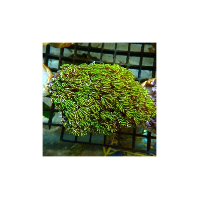 Bouture tubipora musica 5 cm
