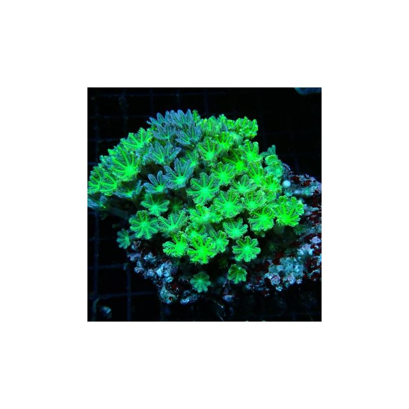 Clavularia sp.-Clove Verts 7-10 cm