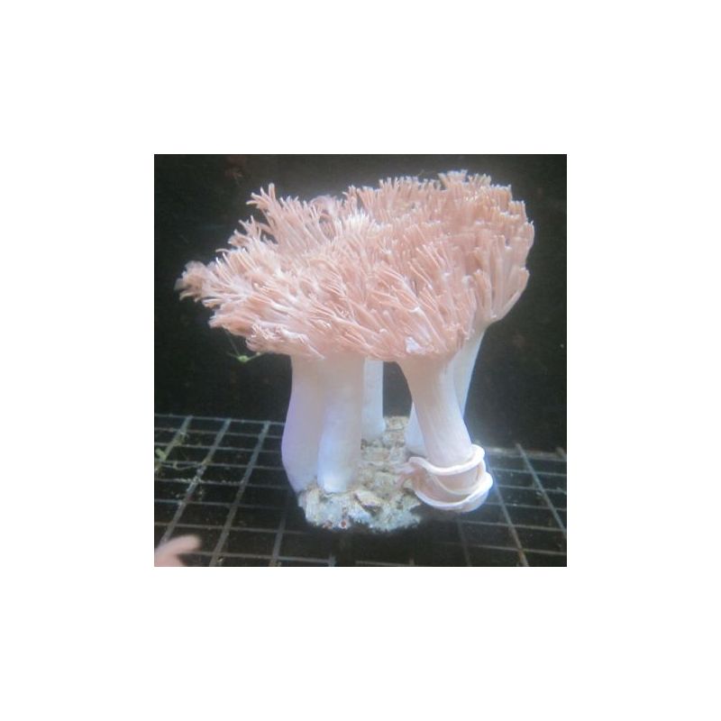 Heteroxenia 3-4 pieds (6-8 cm de hauteur)