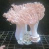 Heteroxenia 