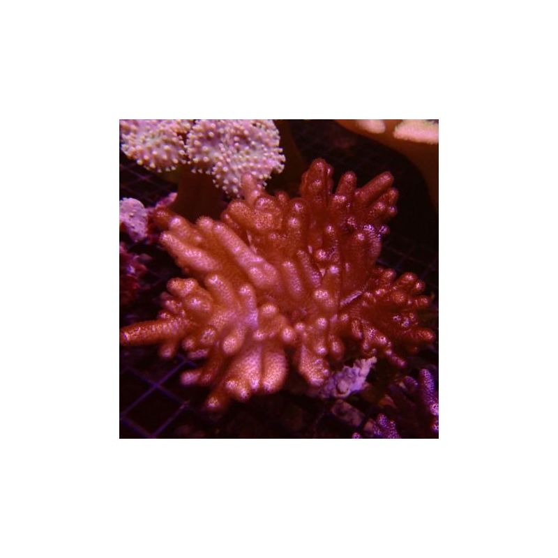 Sinularia brassica 8-12 cm 42,00 € Poissondor