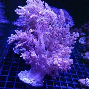 Nephtea 14-20 cm