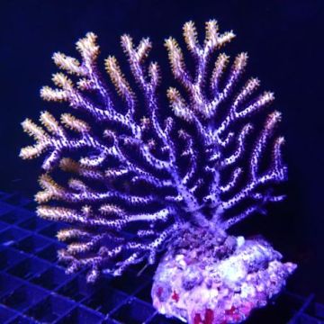 Gorgone eventail bicolore (10-12 cm)