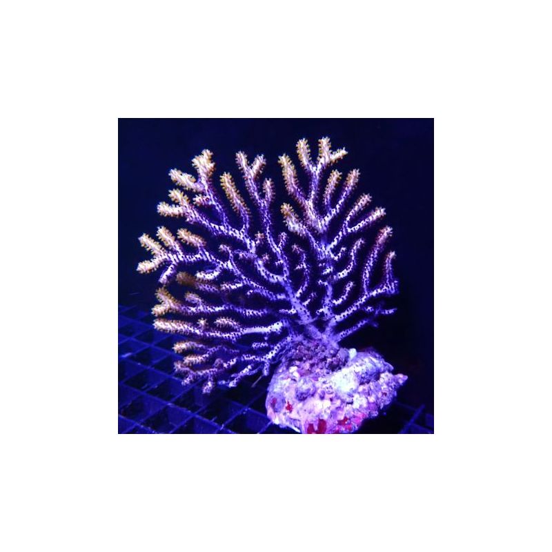Gorgone eventail bicolore (10-12 cm)