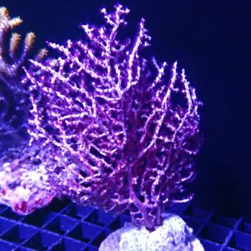 Gorgone mauve d'Indonésie (10-12 cm)