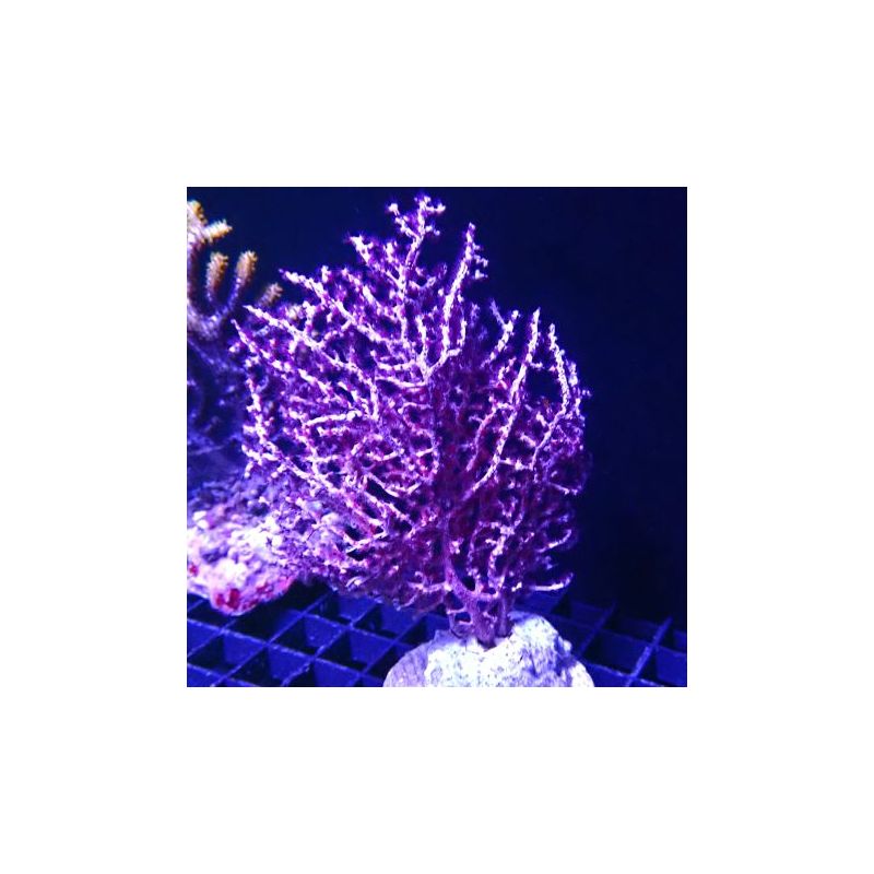 Gorgone mauve d'Indonésie (10-12 cm)