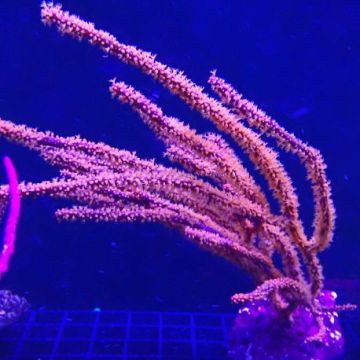 Menella SP - Gorgon rood met gele poliepen
