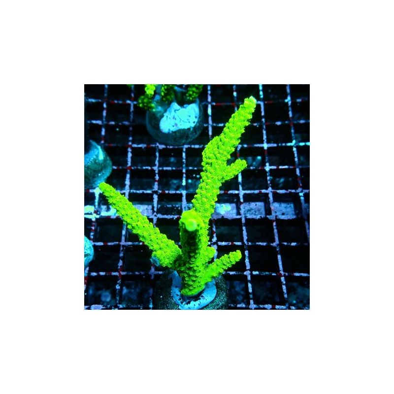 Bouture Acropora formosa vert 5-6cm