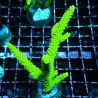 Bouture Acropora Vert à polypes jaunes 24,00 € Poissondor