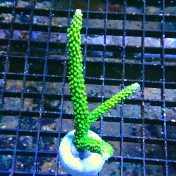 Bouture Acropora Vert à polypes jaunes 24,00 € Poissondor