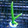 Bouture Acropora Vert à polypes jaunes 24,00 € Poissondor