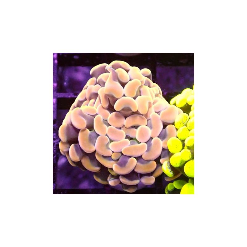 Bouture Euphyliia parancore orange 1 polype