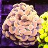 Bouture Euphyliia parancore orange 1 polype
