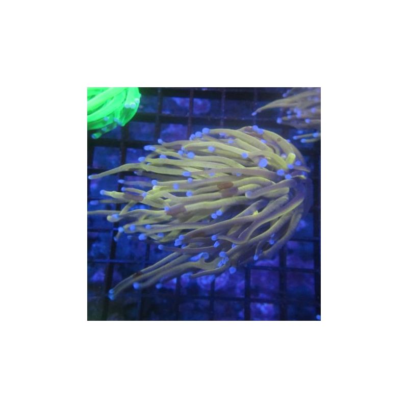 Bouture Euphyllia fake Holy Grail (1 polype)