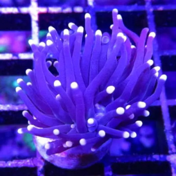 Boutures Euphyllia Glabrescens "Black torch" (2 polypes)