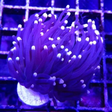Boutures Euphyllia Glabrescens "Black torch" (2 polypes)