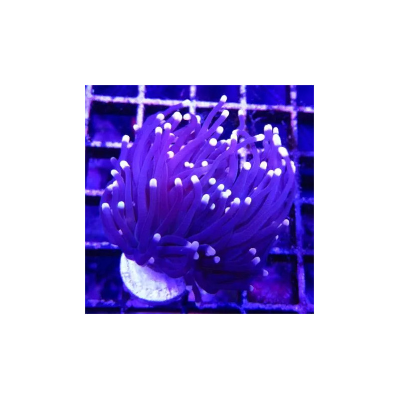 Boutures Euphyllia "Black torch" (2 polypes)