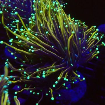 Bouture Euphyllia "dragon soul" 1 polype