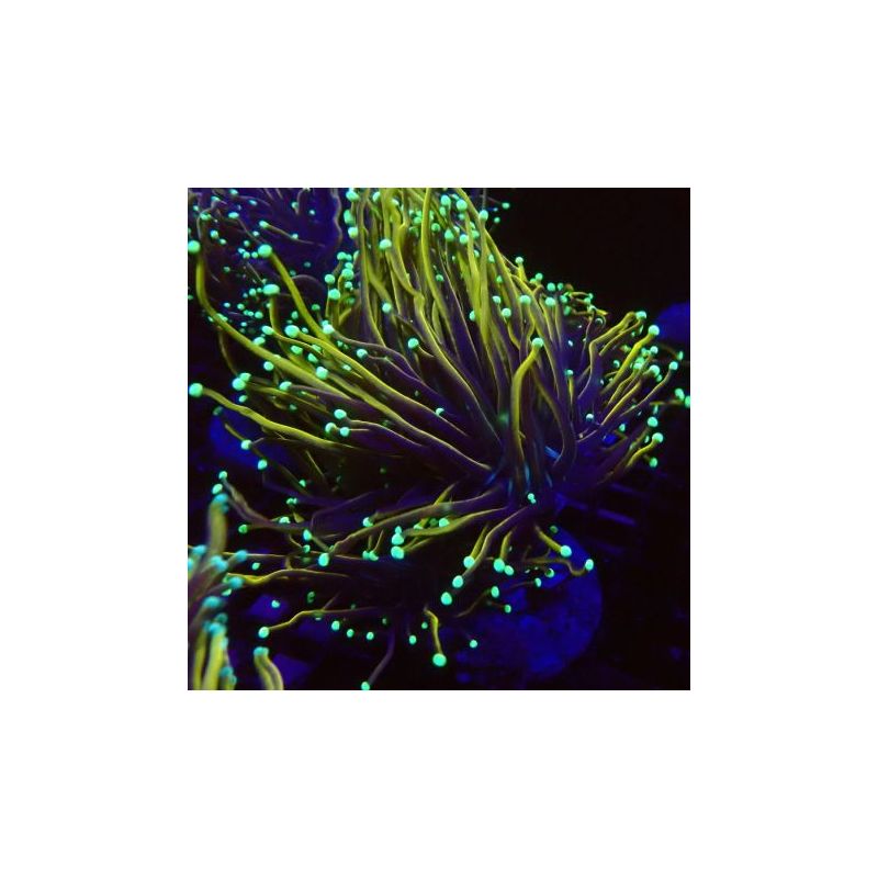 Bouture Euphyllia Glabrescens "Dragon Soul" (1 polype)