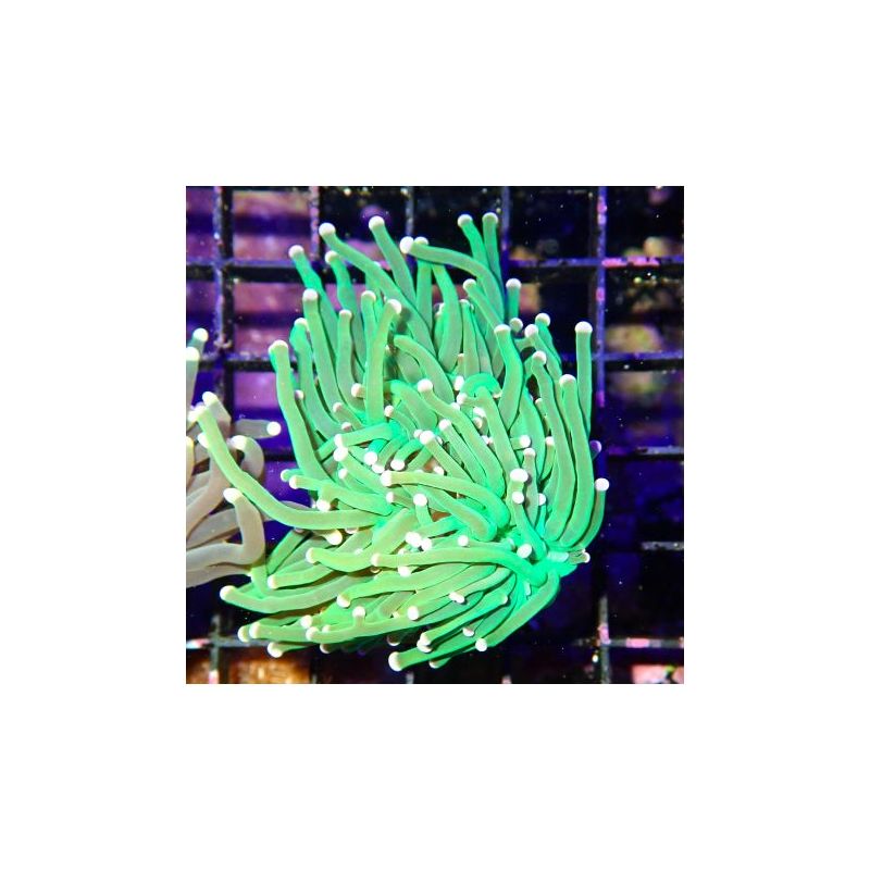 Bouture Euphyllia Glabrescens Green (1 polype)