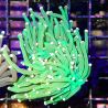 Bouture Euphyllia Glabrescens Green (1 polype)