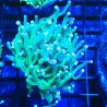 Bouture Euphyllia Glabrescens Green (1 polype)