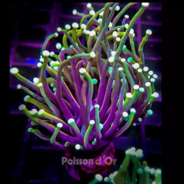 Bouture Euphyllia \\"Golden Torch\\" Australie 279,50 € Poissondor