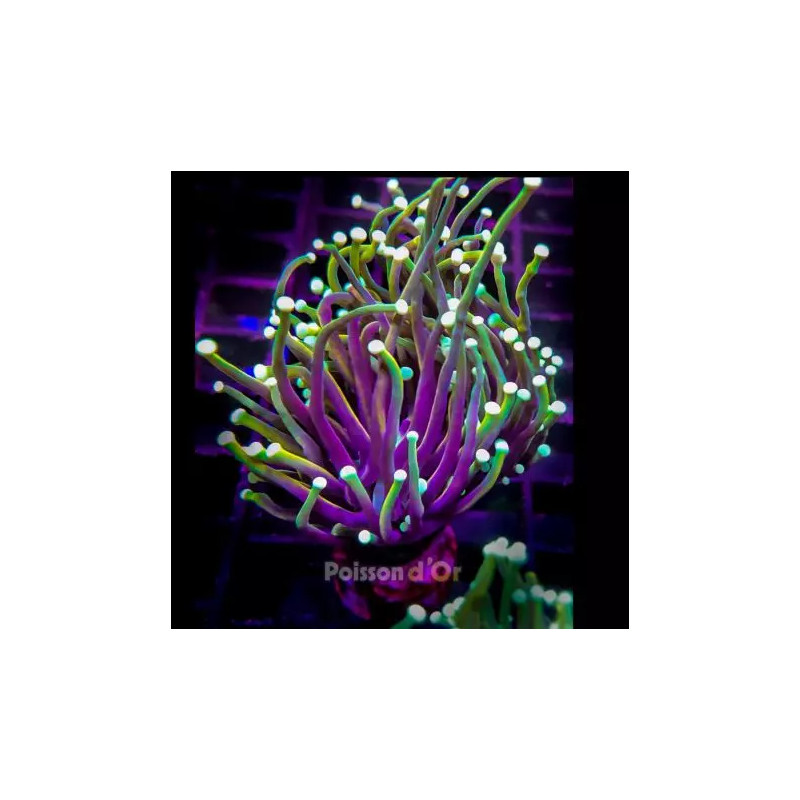 Bouture Euphyllia Glabrescens "Golden Torch" Indonésie "1 polype"