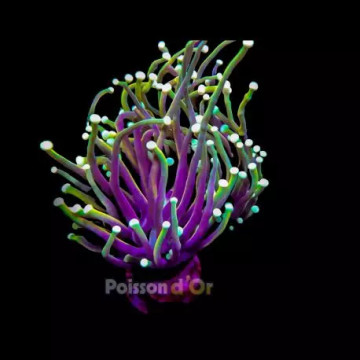 Bouture Euphyllia Glabrescens "Golden Torch" Indonésie "1 polype"