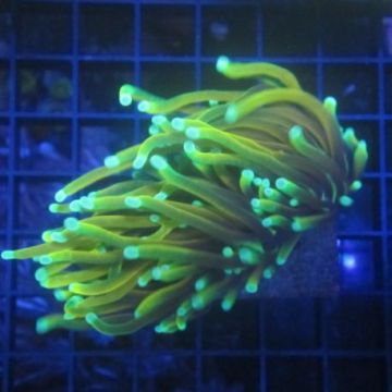 Bouture Euphyllia Glabrescens "Golden torch" (2 polypes)
