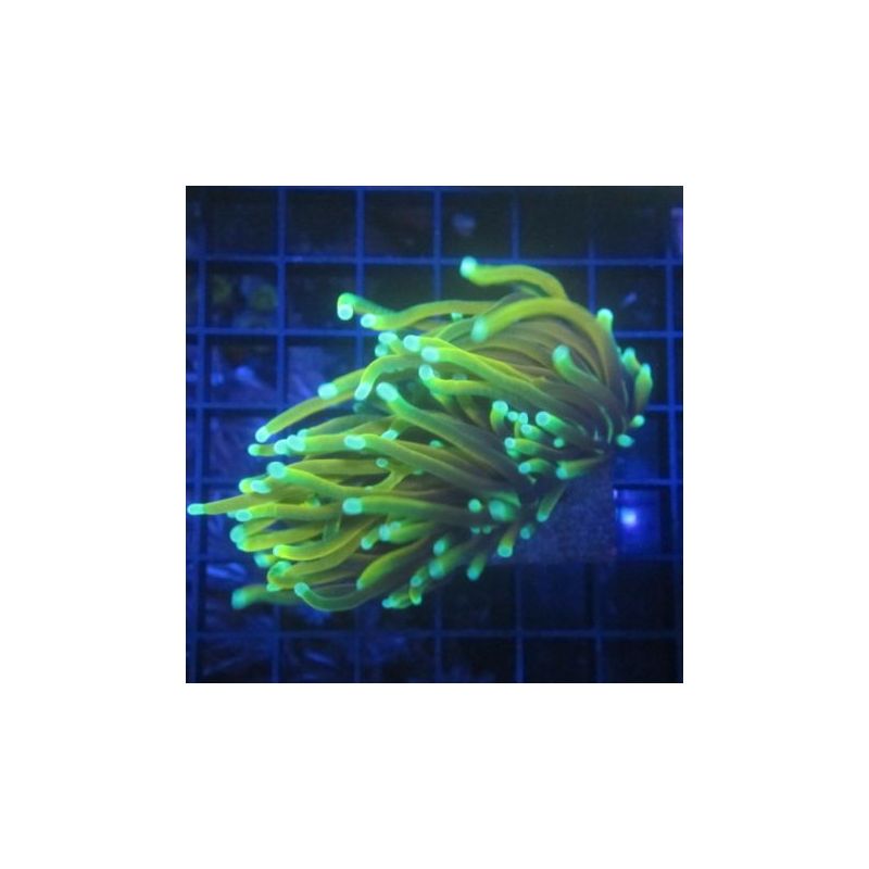 Bouture Euphyllia Glabrescens "Golden torch" (2 polypes)