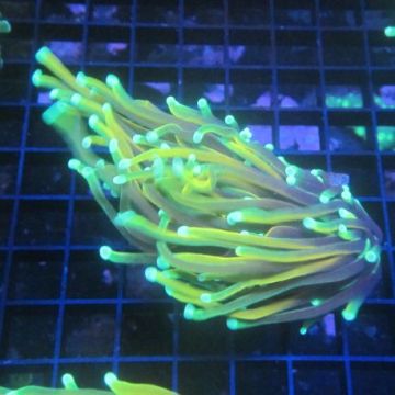 Bouture Euphyllia Glabrescens "Golden torch" (2 polypes)