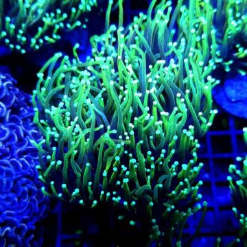 Bouture Euphyllia Glabrescens "Golden torch" (2 polypes)