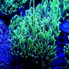 Bouture Euphyllia Glabrescens "Golden torch" (2 polypes)