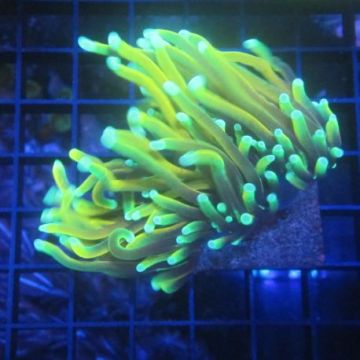 Bouture Euphyllia Glabrescens "Golden torch" (2 polypes)