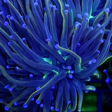 Bouture Euphyllia Glabrescens "NYK" (2 polypes)