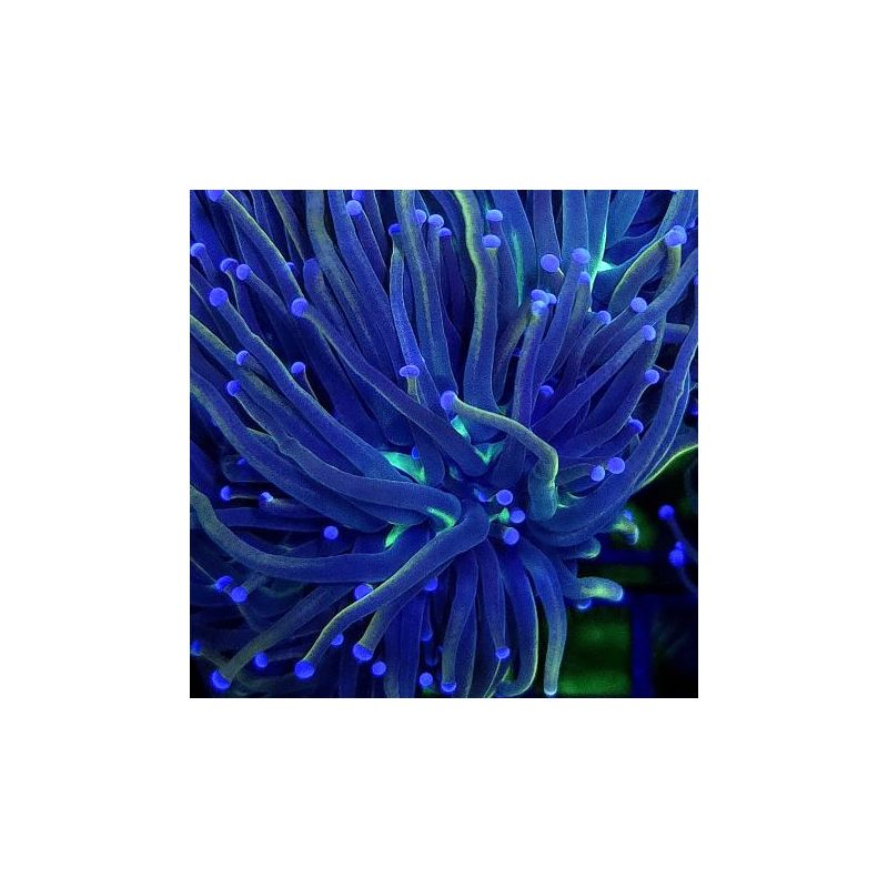 Bouture Euphyllia Glabrescens "NYK" (2 polypes)