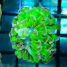 Bouture Euphyllia Parancora vert à pointes mauves (2 polypes)
