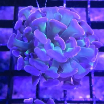 Bouture Euphyllia Parancora vert à pointes mauves (2 polypes)
