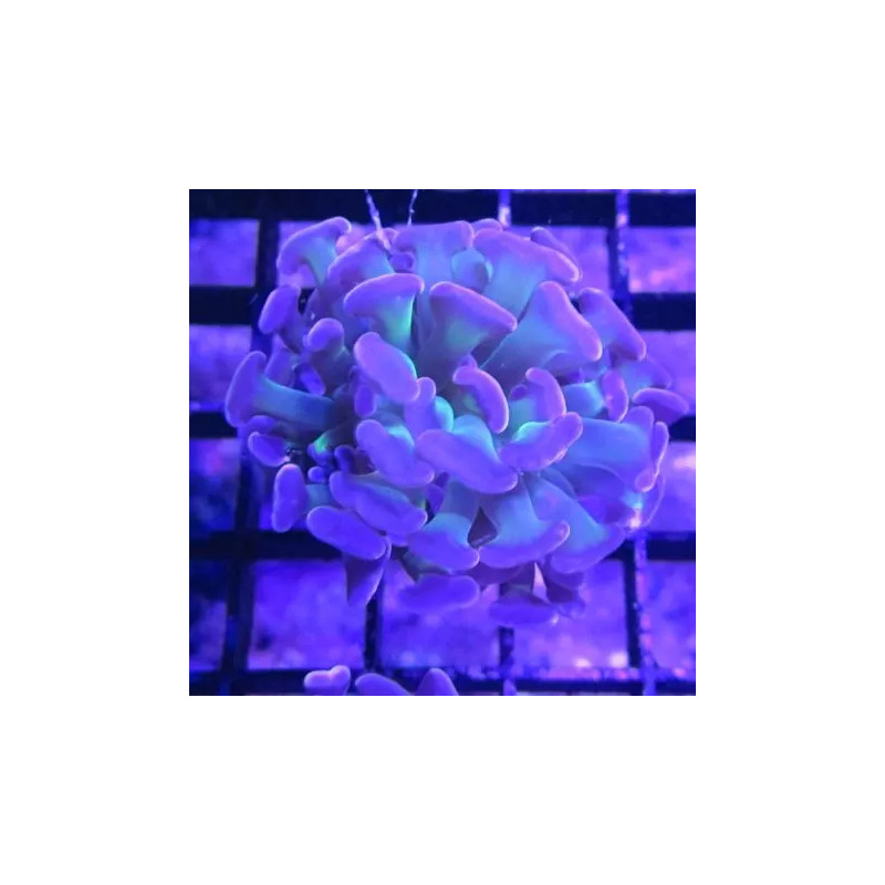 Bouture Euphyllia Parancora