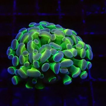 Bouture Euphyllia Parancora